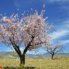 field of almond blossoms