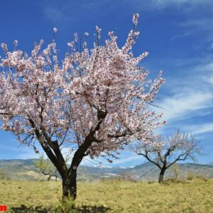 field of almond blossoms