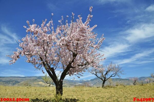 field of almond blossoms