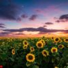 field of blooming sunflowers on a background sunset