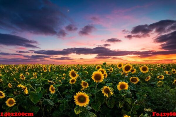 field of blooming sunflowers on a background sunset