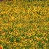 fragment of a field with sunflowers. france. provence. valensole