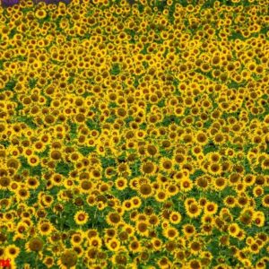 fragment of a field with sunflowers. france. provence. valensole