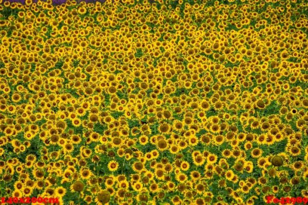 fragment of a field with sunflowers. france. provence. valensole