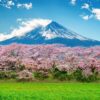 fuji mountain and cherry blossom in spring, japan.