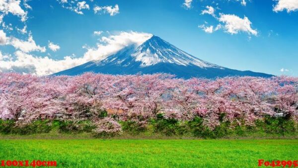 fuji mountain and cherry blossom in spring, japan.