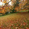 park with trees with yellow leaves falling on the green grass.