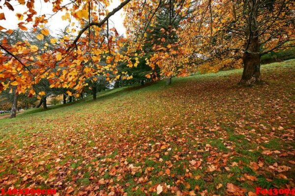 park with trees with yellow leaves falling on the green grass.