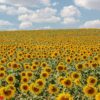 planting sunflowers in the field