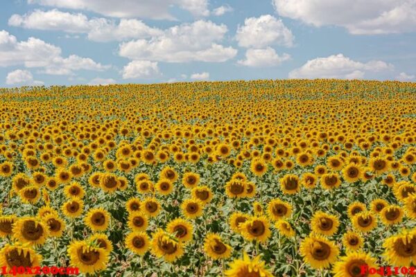 planting sunflowers in the field