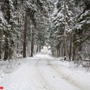 snowy road in the forest in a winter cloudy day