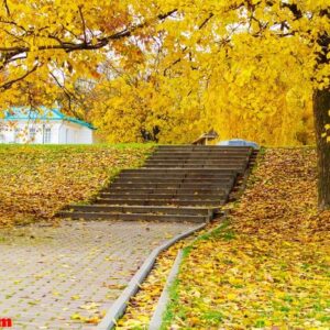 stone staircase in the park strewn with yellow autumn leaves. autumn landscape