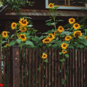 sunflowers over brown fence. outdoor picture.