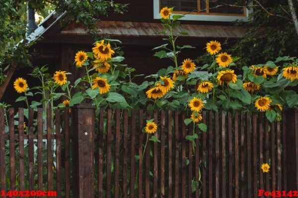 sunflowers over brown fence. outdoor picture.