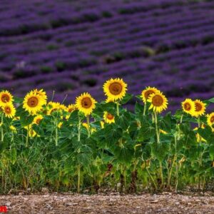 field with sunflowers and a field with lavender. a beautiful com