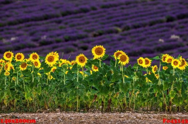 field with sunflowers and a field with lavender. a beautiful com