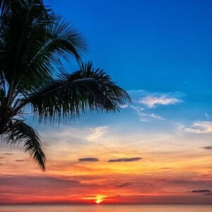 sunset and palms