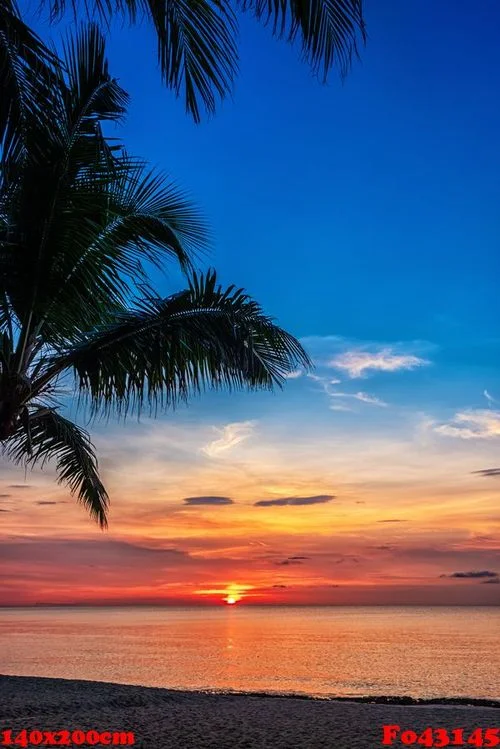 sunset and palms