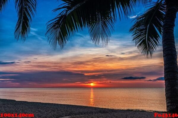 sunset and palms