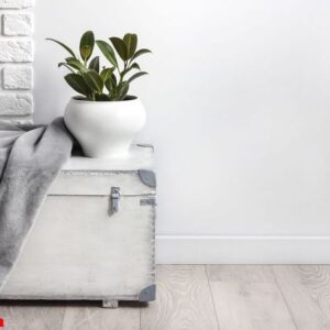 white wooden box with young rubber plant in white flower pot and