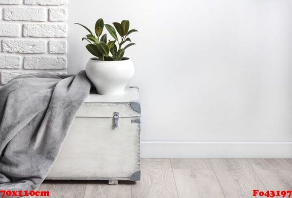 white wooden box with young rubber plant in white flower pot and