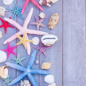 starfish and sea shells on wooden board