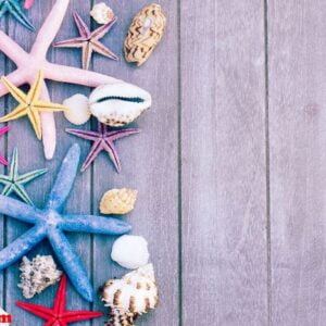 starfish and sea shells on wooden board