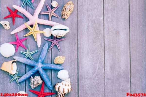 starfish and sea shells on wooden board