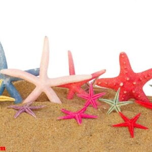 starfish in sand