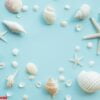 top view of seashell set with copy space on color background. su