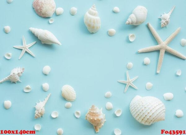 top view of seashell set with copy space on color background. su