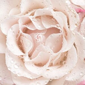 light pink roses background