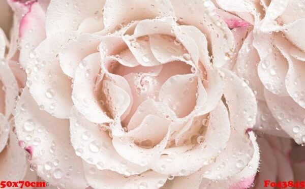 light pink roses background