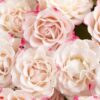 light pink roses background