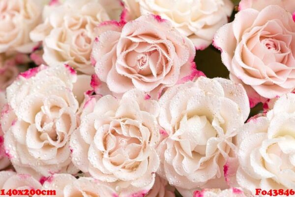 light pink roses background