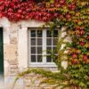 the facade of an old french building is entwined with ivy