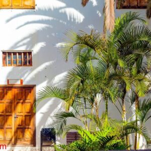 small spanish patio with palm trees and banch. old wooden door and windows in garachico, tenerife, spain