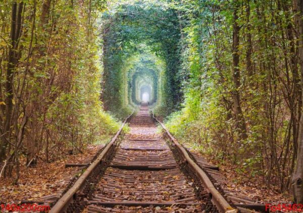 trees tunnel