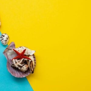 shells on blue and yellow paper backdrop. summer vacation, ocean background. flat lay, top view, copy space.