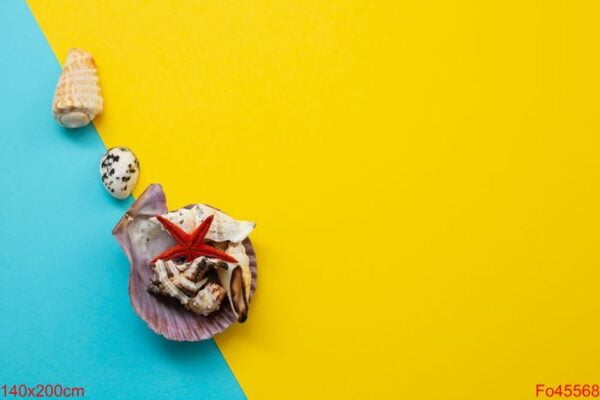 shells on blue and yellow paper backdrop. summer vacation, ocean background. flat lay, top view, copy space.