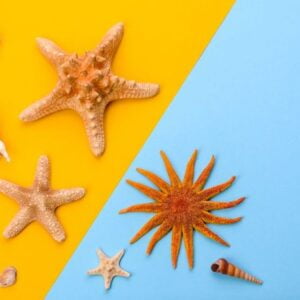 beach accessories: glasses and hat with shells and sea stars on a colored background