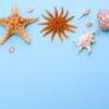 beach accessories: glasses and hat with shells and sea stars on a colored background