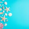 beautiful seashells and starfish on a light blue background.