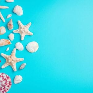 beautiful seashells and starfish on a light blue background.