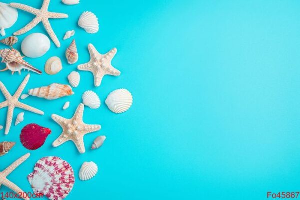 beautiful seashells and starfish on a light blue background.