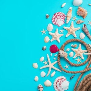 different types of seashells and starfish on a blue background with a rope.