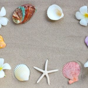 frame made of plumeria flowers with starfish and seashells on sa