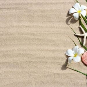 plumeria flowers with starfish and seashells on tropical palm le