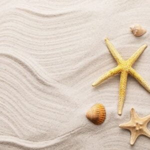 seashells on the sand with copy space, summer background