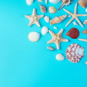 sea background with seashells and starfish on a blue background.